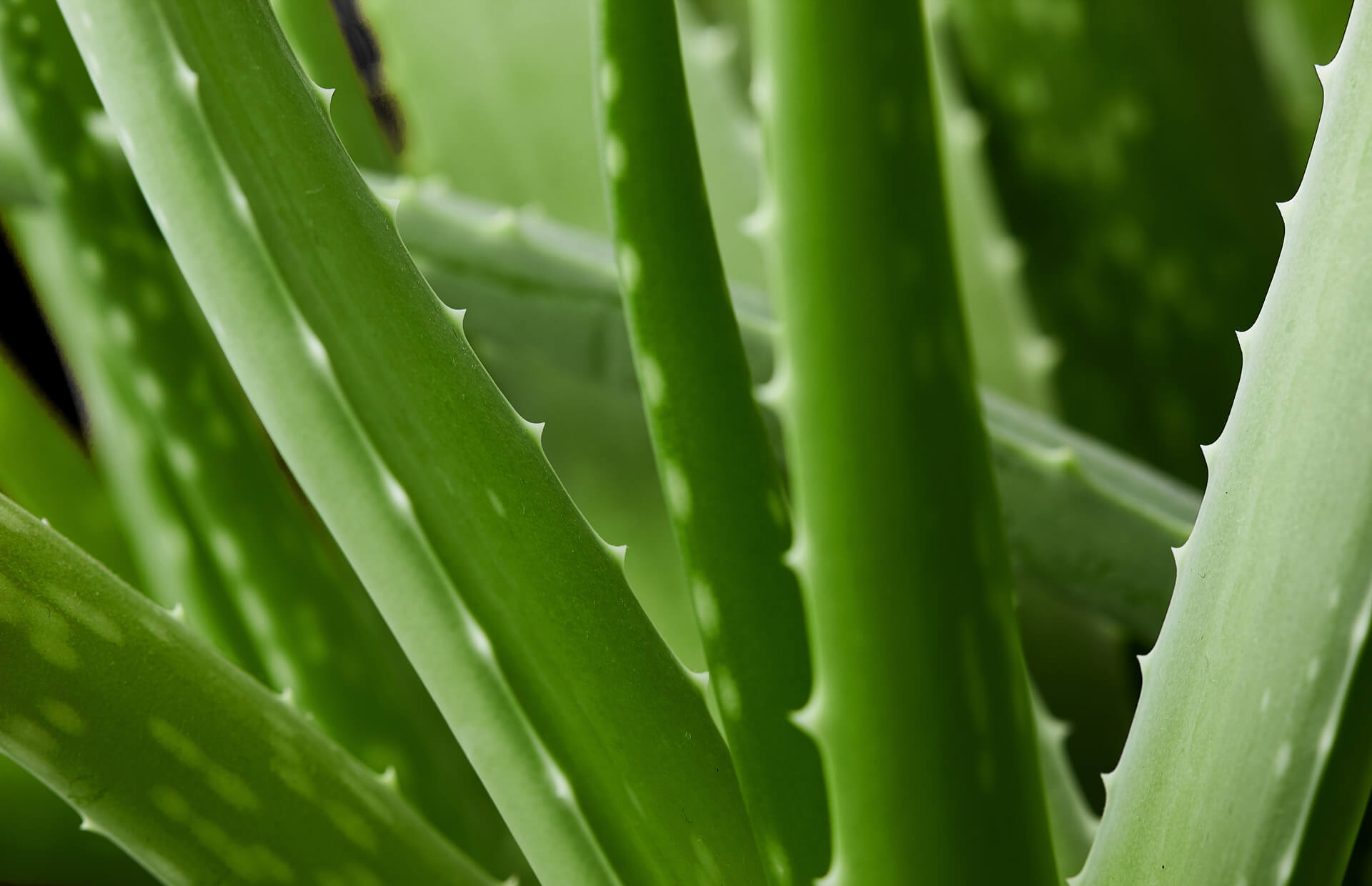 aloe