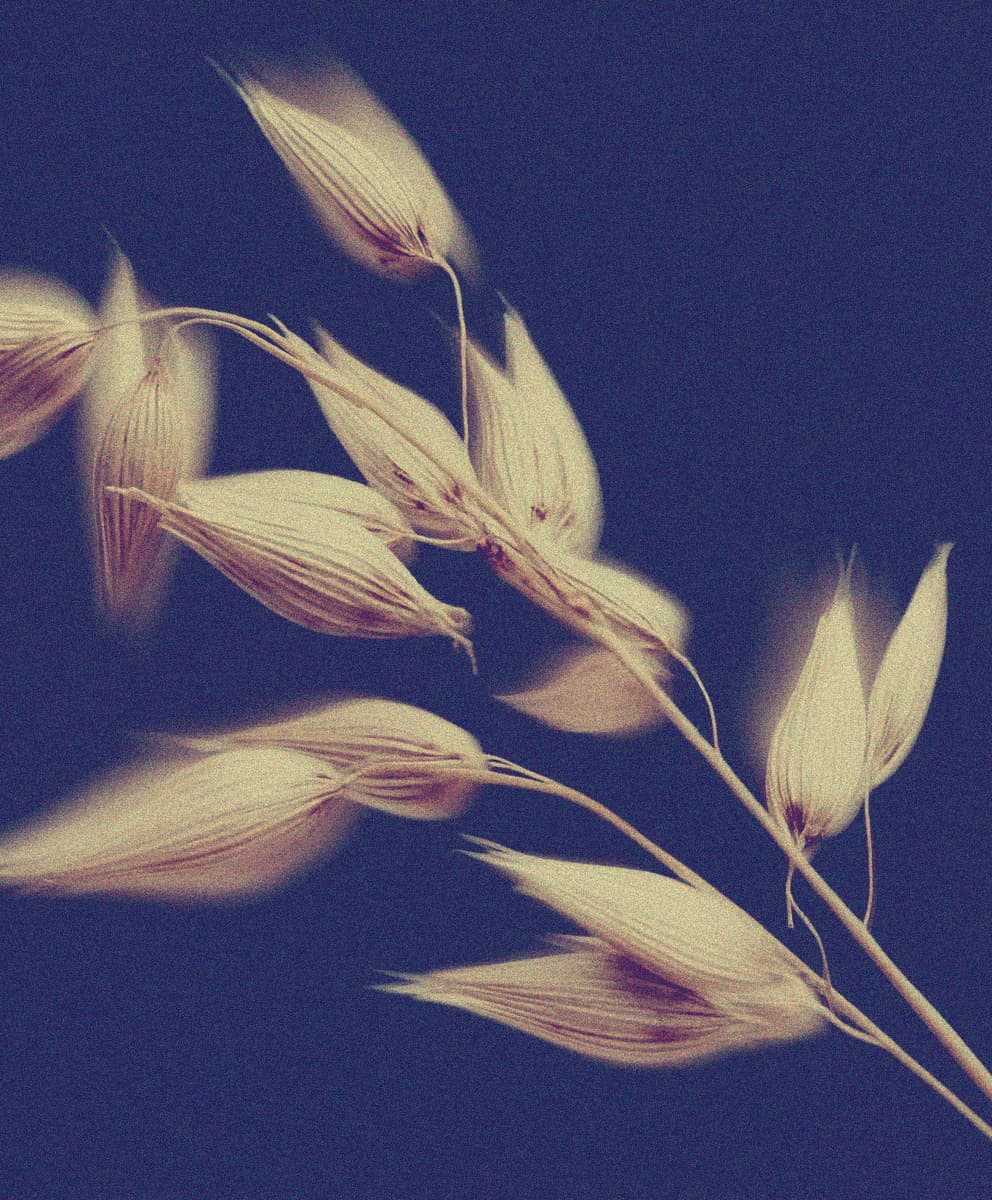 Arctic Oat Extract
