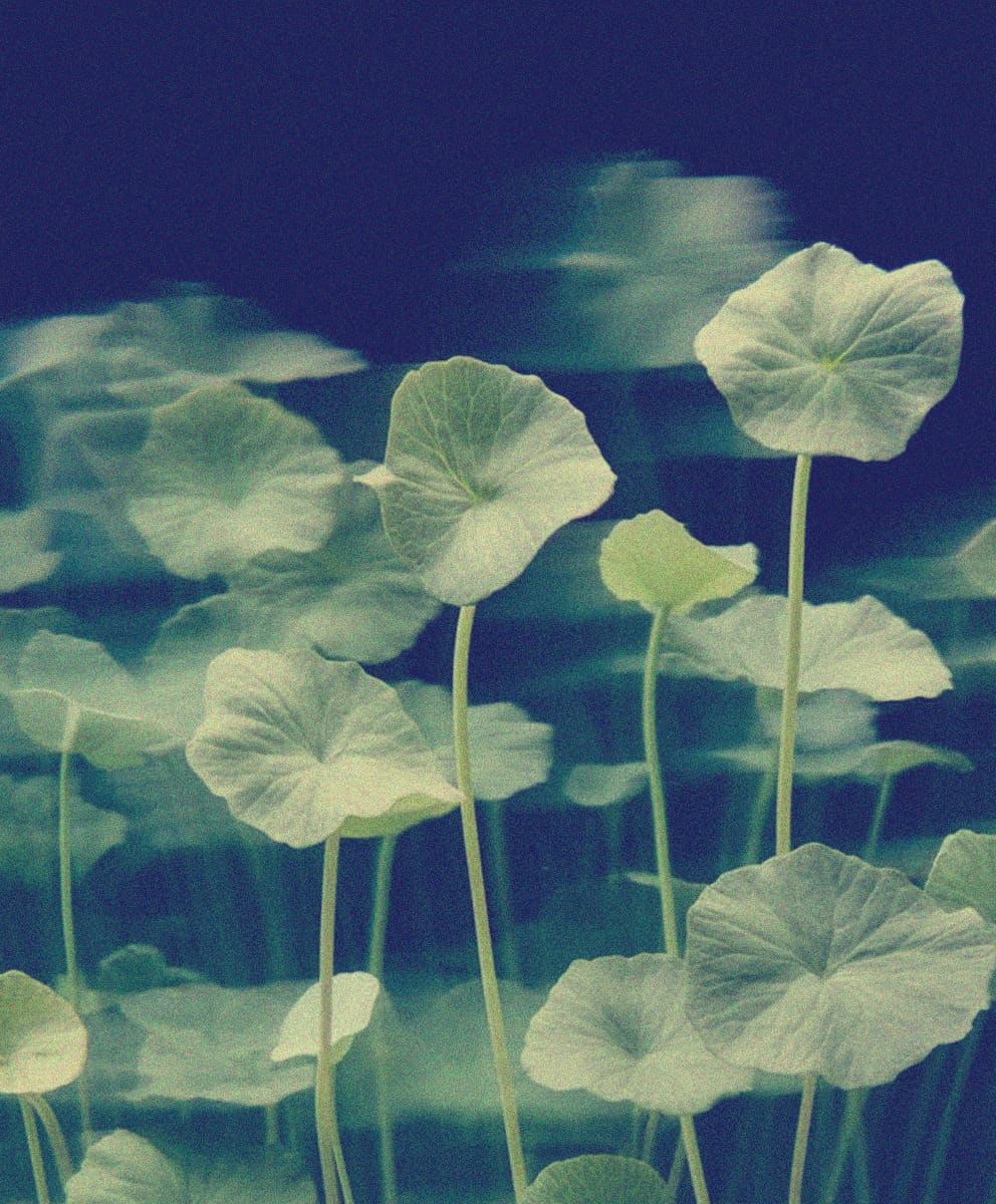 Gotu Kola Extract (Centella asiatica)