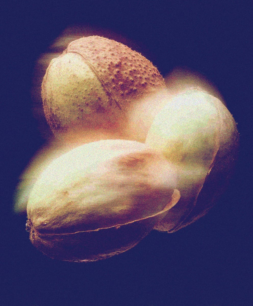 Cupuaçu Butter