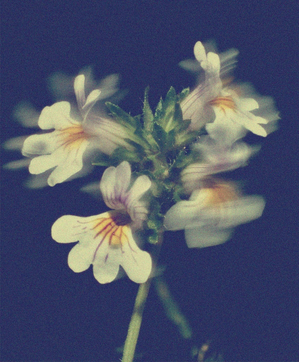 Eyebright Extract