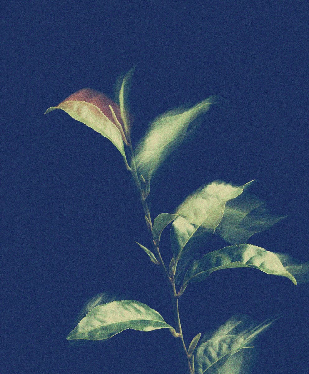 Green Tea Leaf Extract