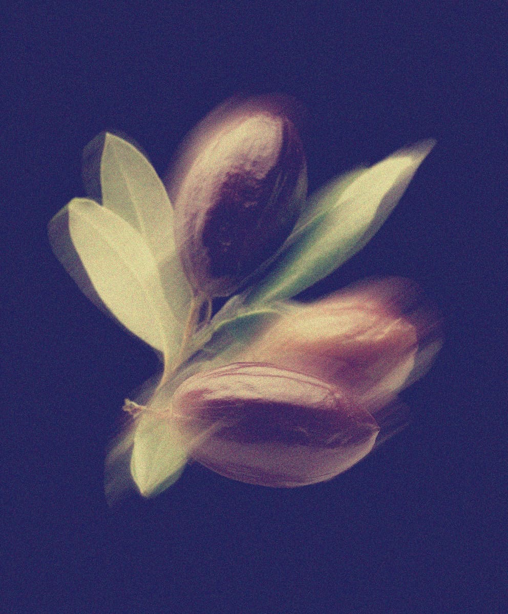 Jojoba