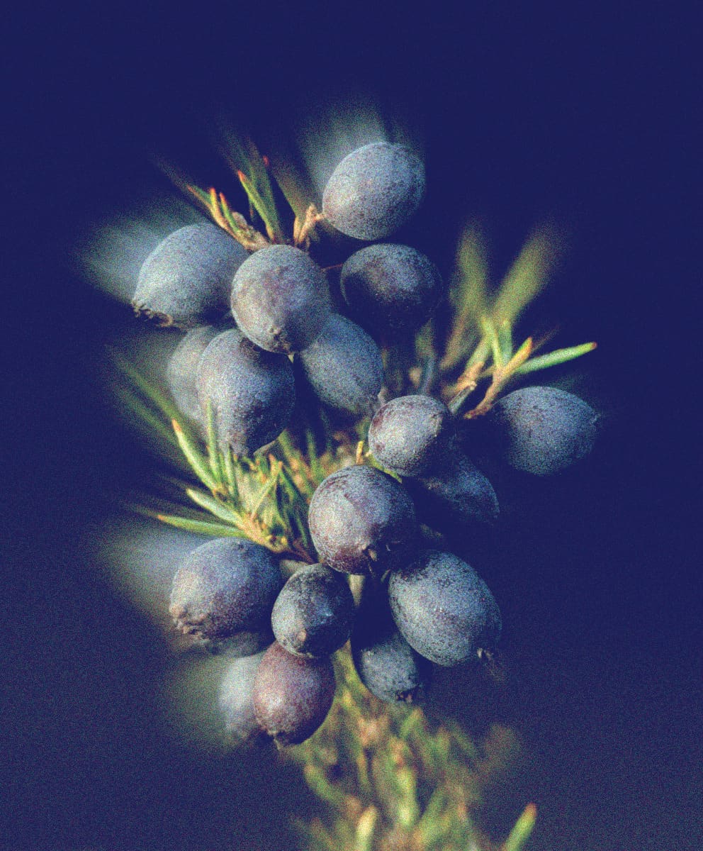 Juniper Extract