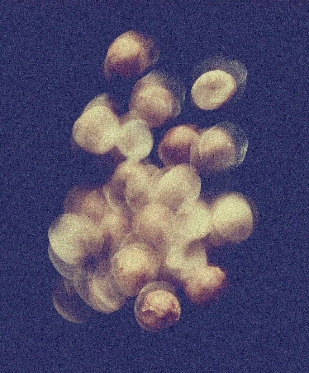Macadamia Oil