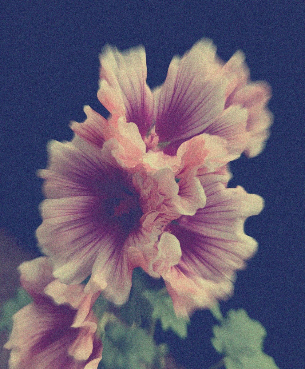 Mallow Flower Extract