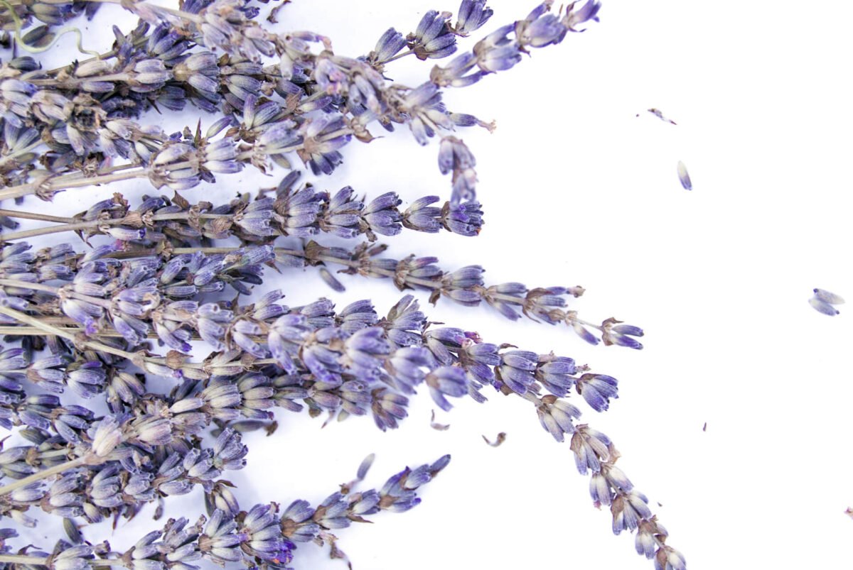 lavandula
