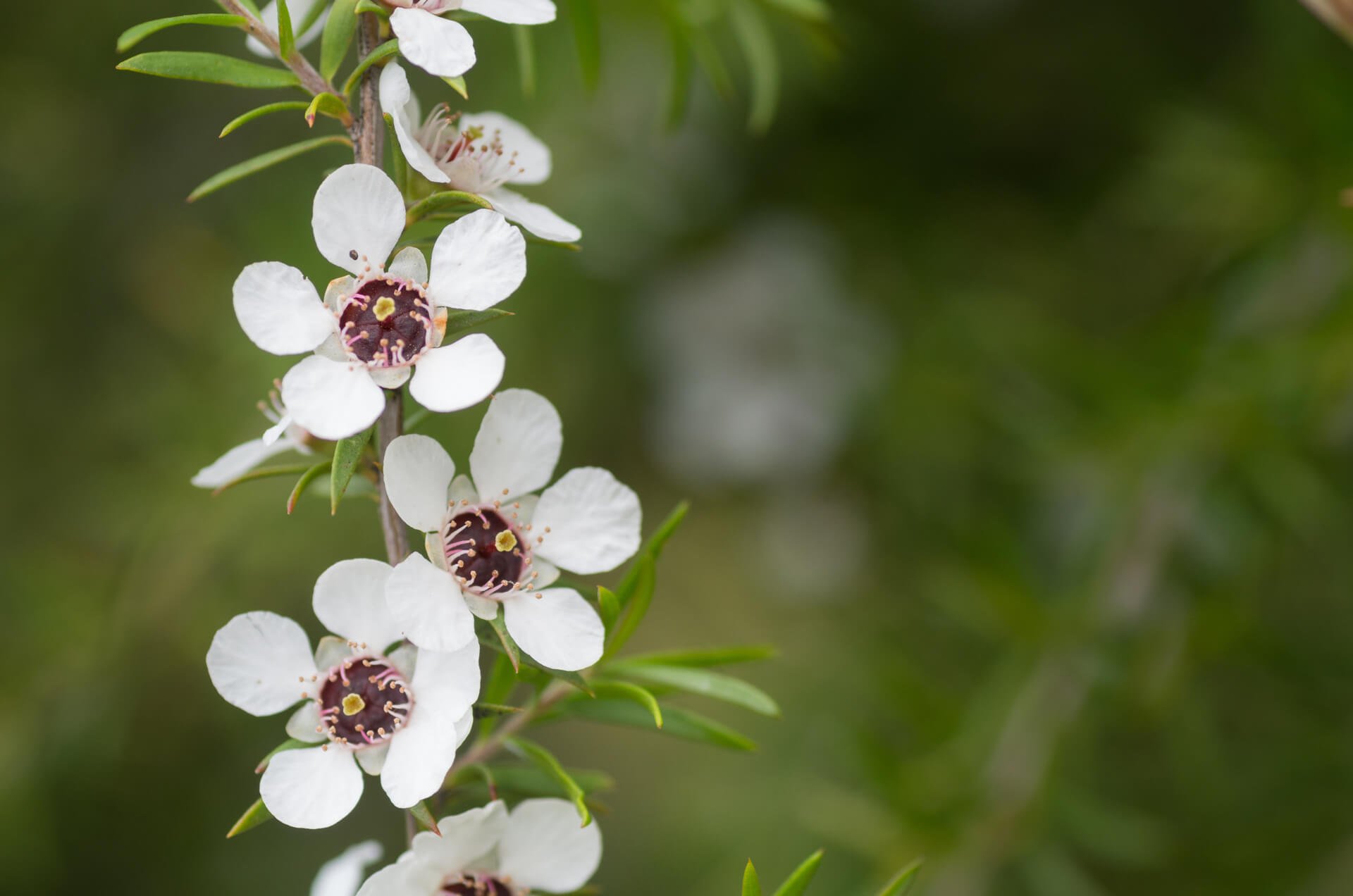 manuka