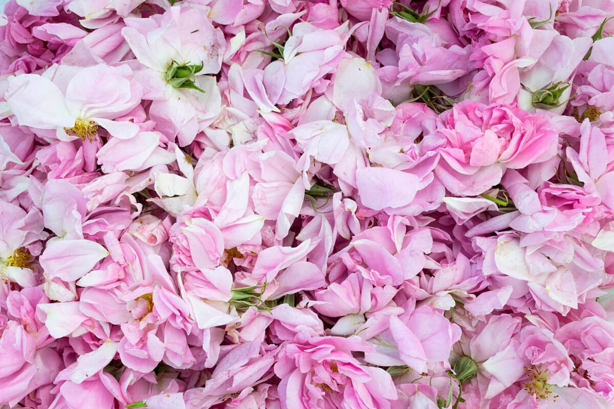 bulgarian rosa damascena