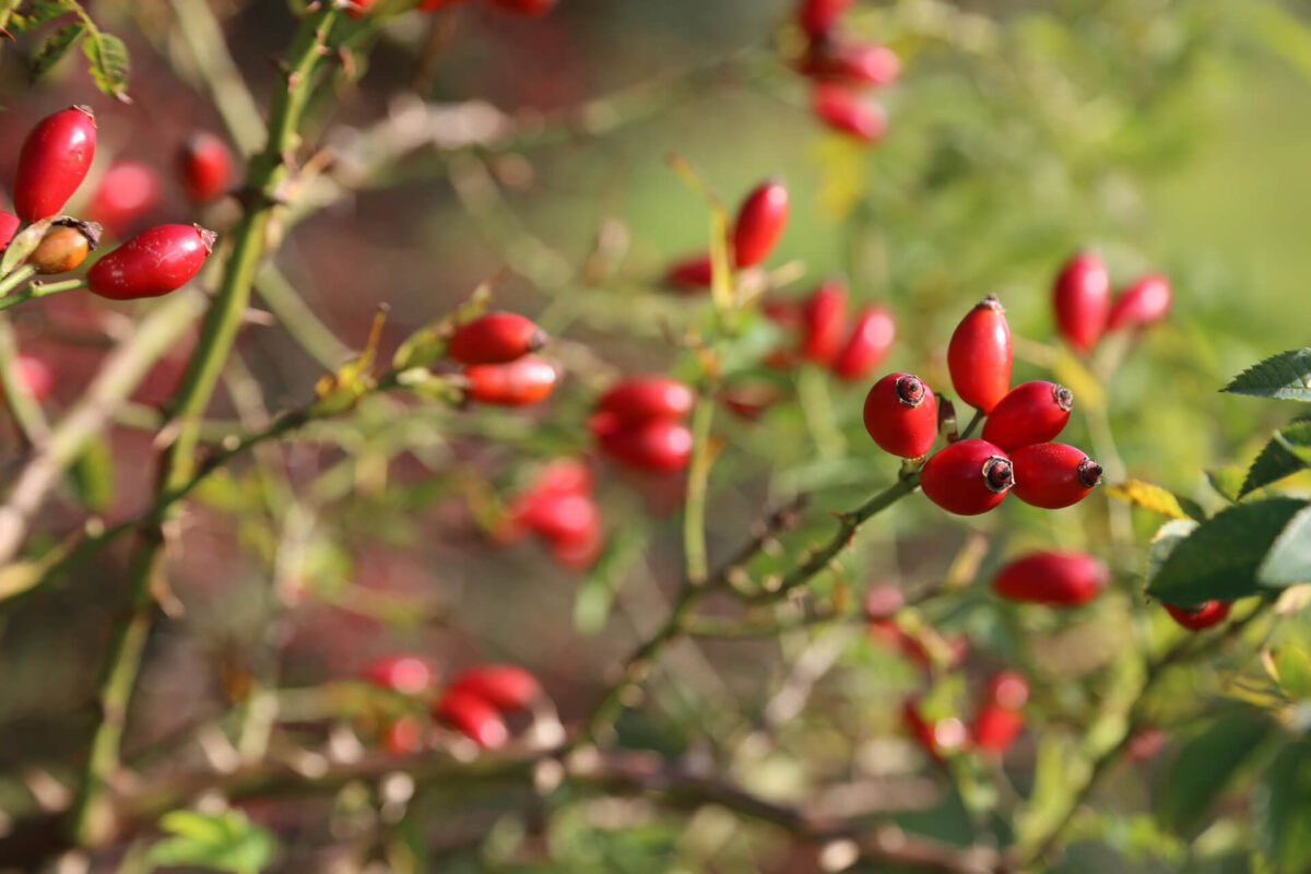 rosehip